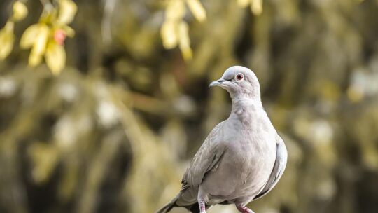 collared, dove, bird, eurasian collared dove, collared dove, ave, avian, ornithology, bird watching, feathers, animal world, plumage, animal, nature, dove, dove, dove, dove, dove