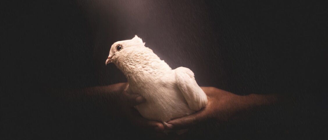 white dove