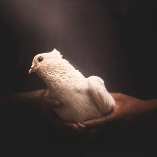 white dove