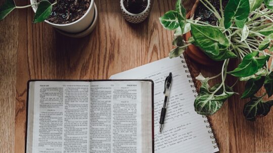 white book page beside green potted plant